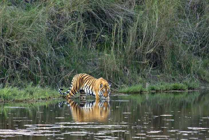 Tigre du Bengale sauvage dans le parc national de Bardiya