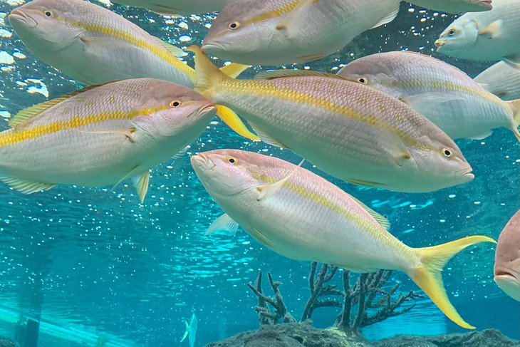 Yellowtail snapper at the Long Island Aquarium