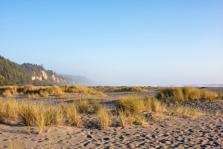 Gold Bluffs Beach