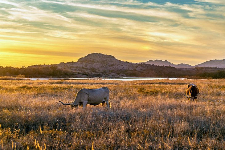 Texas longhorn grazing in the Wichita Mountains Wildlife Refuge