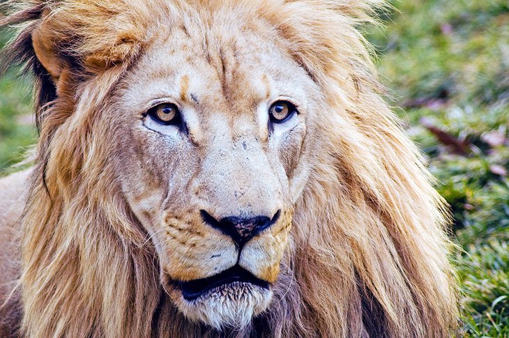 Lion at the Philadelphia Zoo