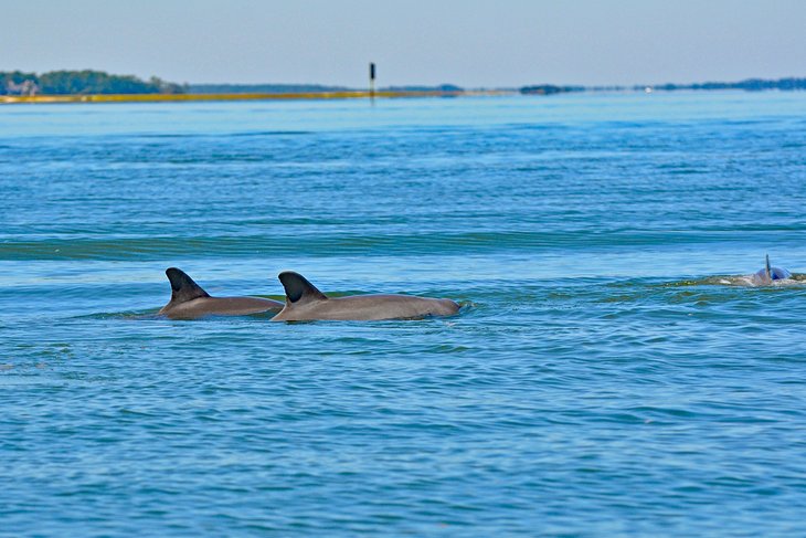 Dauphins nageant au large de Hilton Head Island