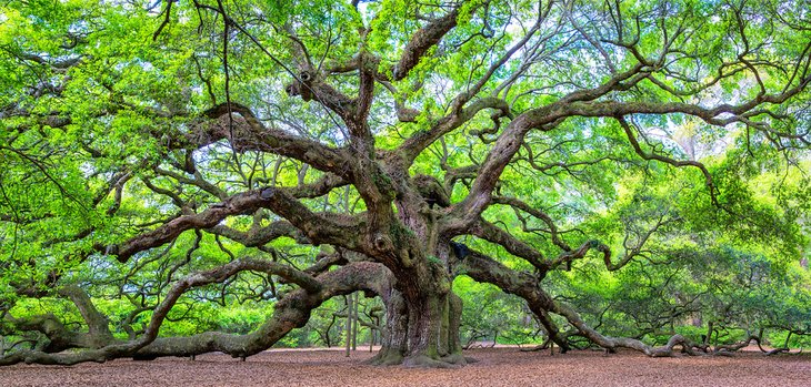 Angel Oak