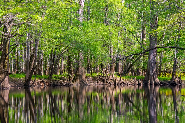 Congaree National Park