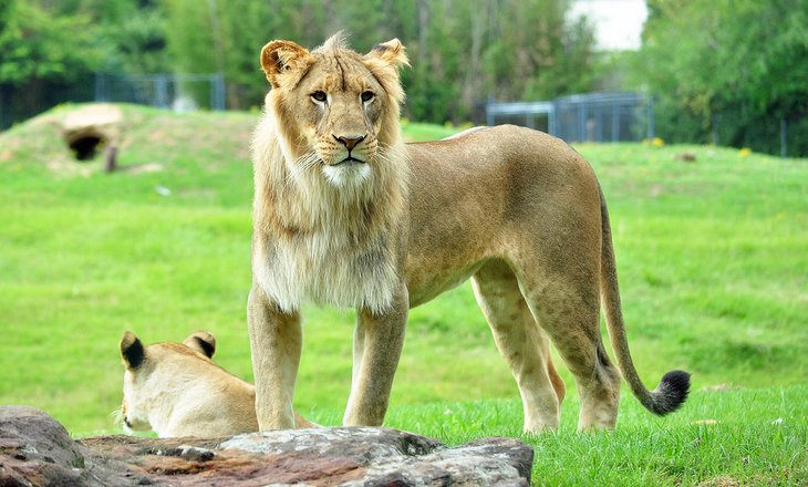 Lion at the Caldwell Zoo