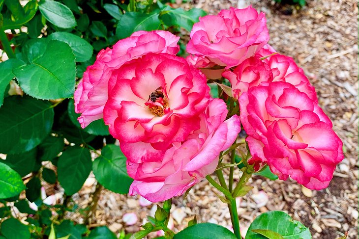 Tyler Municipal Rose Garden