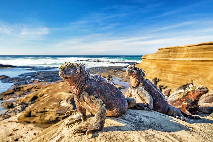 Marine Iguanas in the Galapagos Islands