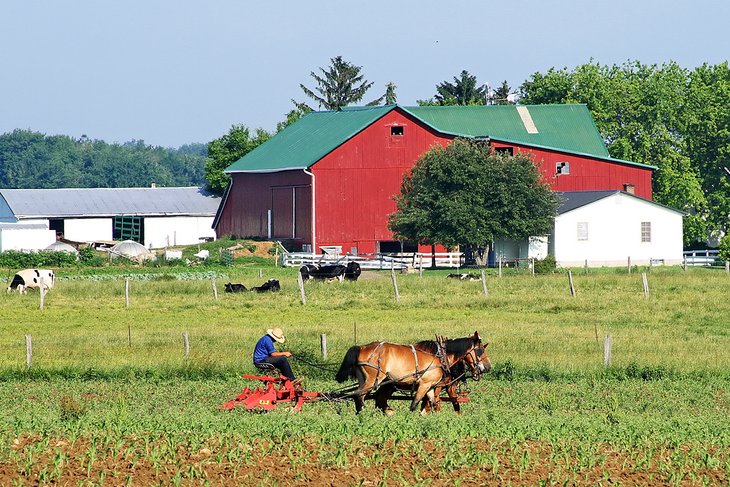 Amish farmer plowing his field in Ohio