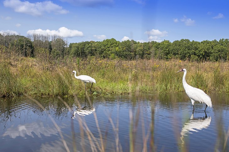 International Crane Foundation