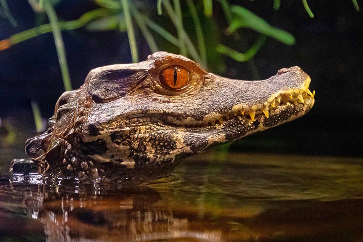 Caiman crocodile at OdySea Aquarium