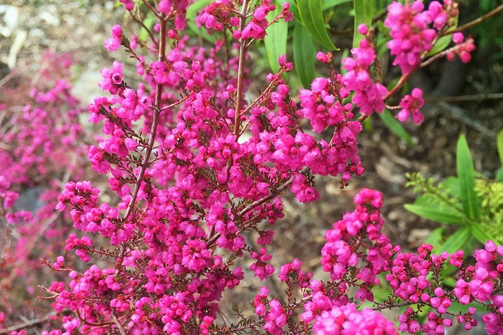 Vibrant pink flowers in the Blue Mountains Botanic Garden