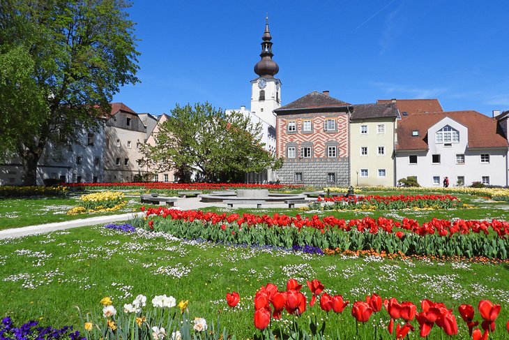 Tulips blooming in a Wels park