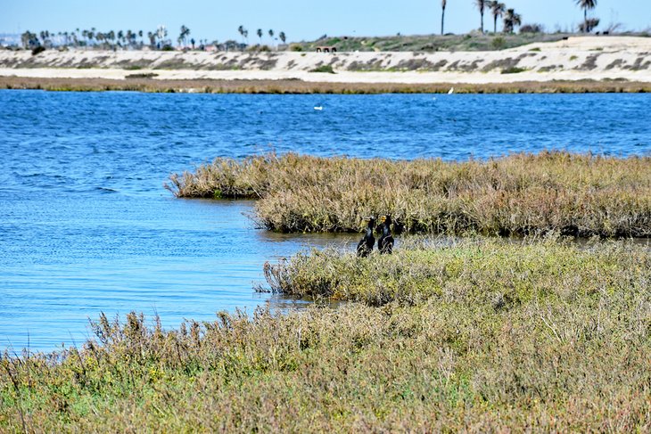 Bolsa Chica Ecological Reserve