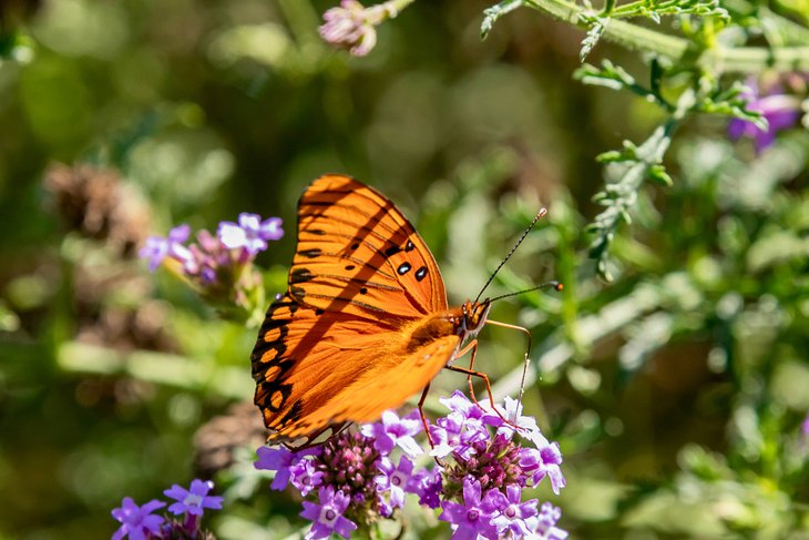 Butterfly at the Shipley Nature Center