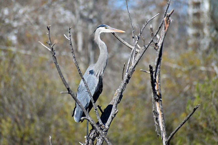 Heron at the San Joaquin Wildlife Sanctuary