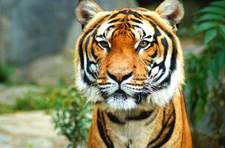 Tiger at the San Diego Zoo