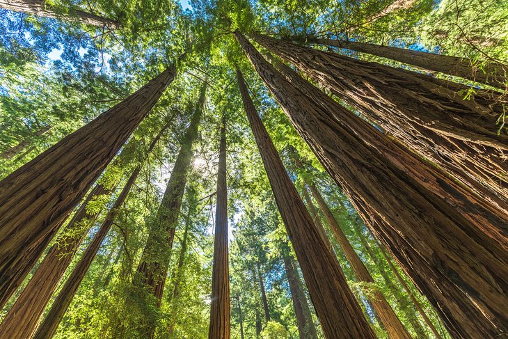 Giant redwoods in Muir Woods National Monument