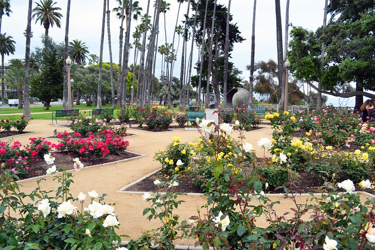 Rose garden in Palisades Park