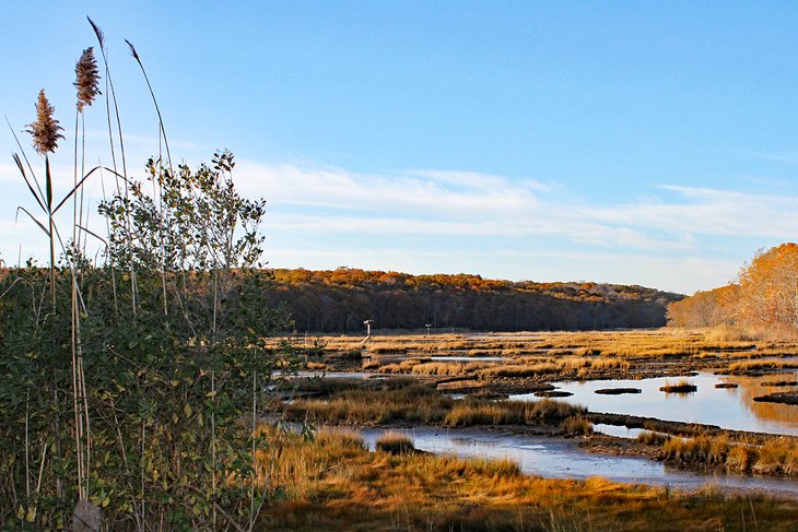 Marsh at Rocky Neck State Park