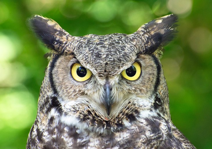 Great horned owl