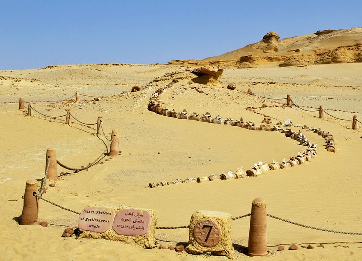 Fossilien des Wadi Al-Hitan