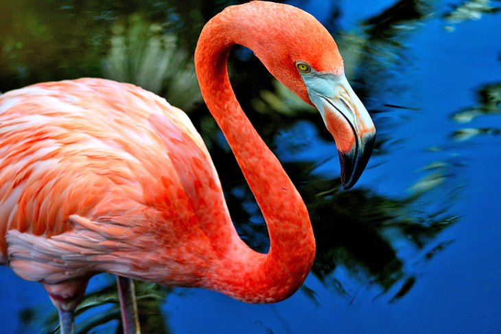 Flamingo Gardens