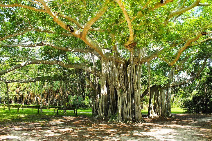 Banyan tree in Hugh Taylor Birch State Park