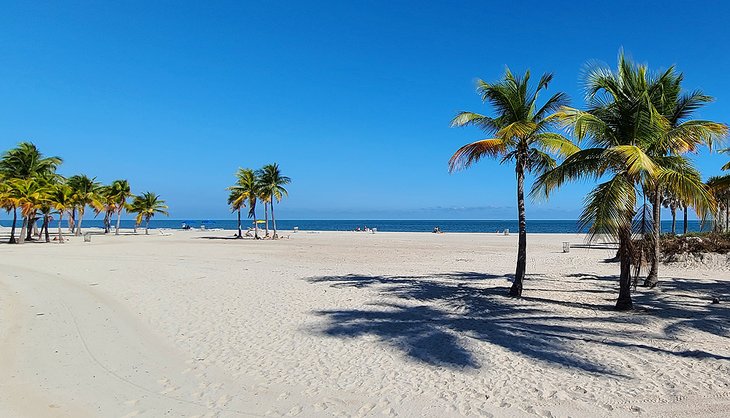 Palm trees on the beach at Crandon Park