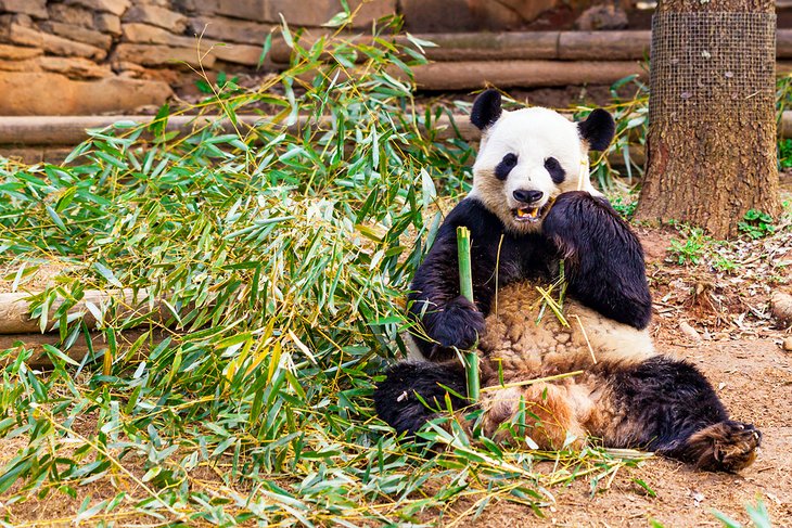 Giant panda at Zoo Atlanta