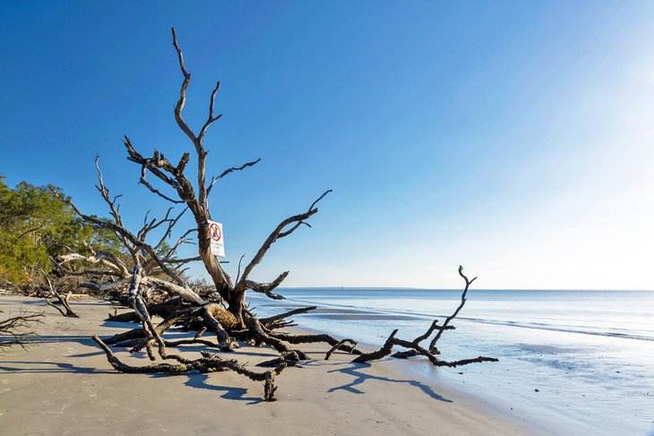 Driftwood on the beach at St. Andrews Beach Park