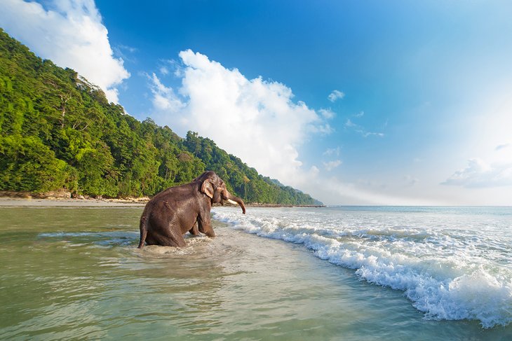 Elephant in the surf on Havelock Island, Andaman Islands