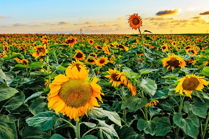 Field of sunflowers in Hulda