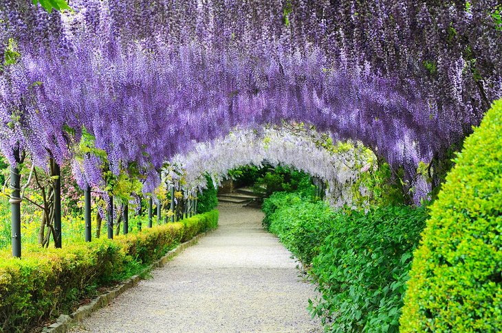 Wisteria tunnels at Bardini Gardens