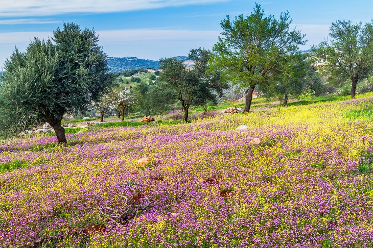 Wildblumen in Ajloun