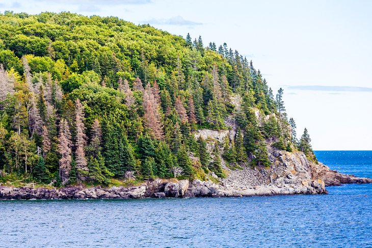 Bald Porcupine Island