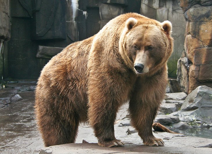 Brown bear at the Lake Superior Zoo