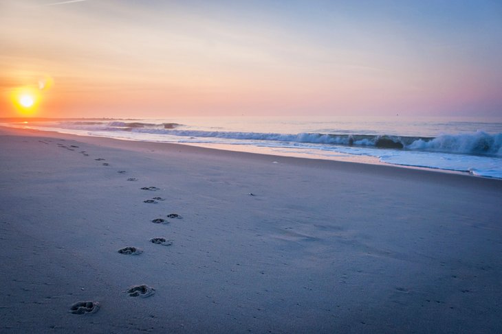 Dog prints on Sunset Beach