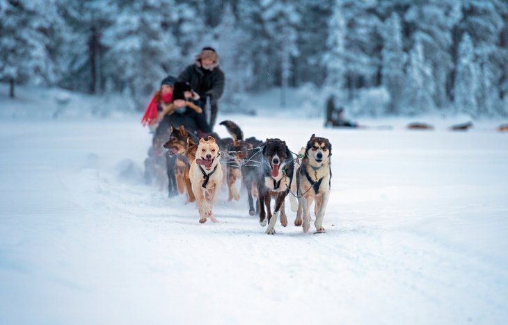Huskies pulling a dogsled in Tromsø