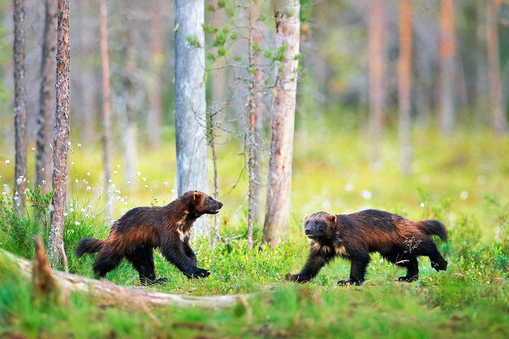 Wolverines in the Russian taiga