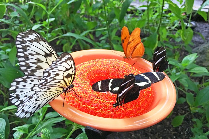 Cockrell Butterfly Conservatory in the Houston Museum of Natural Science