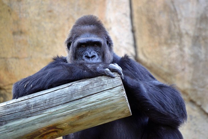 Gorilla at the Fort Worth Zoo