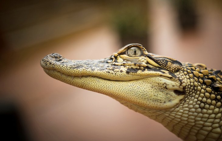 Alligator at the Texas State Aquarium