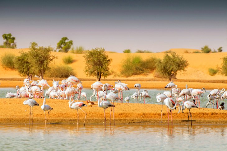 Flamingos at Al Qudra Lakes