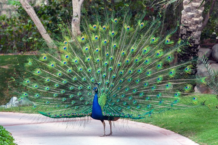 Peacock Park