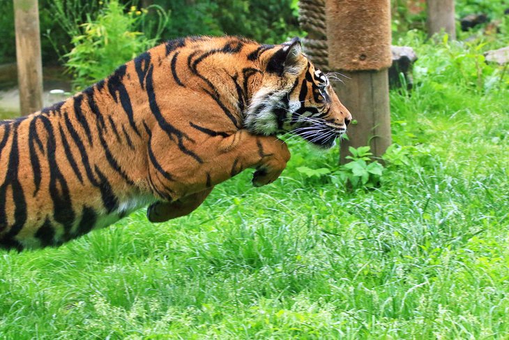 Leaping tiger in the zoo at the Chessington World of Adventures Resort