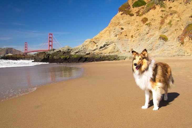 Collie on Baker Beach