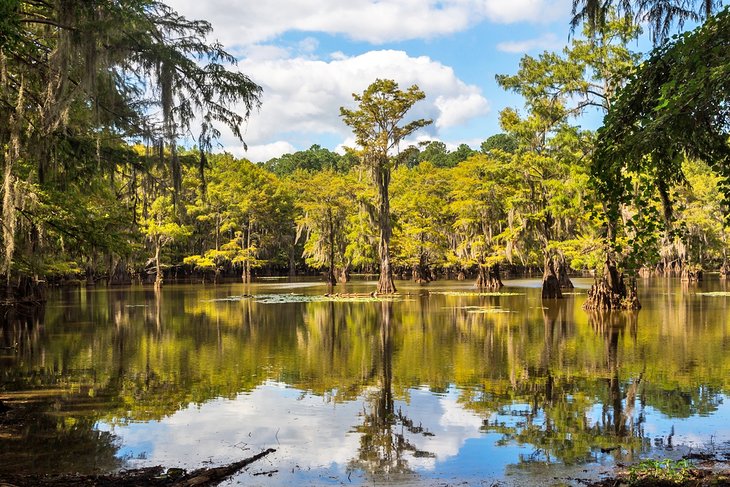 Cypress trees in Caddo Lake State Park, Texas