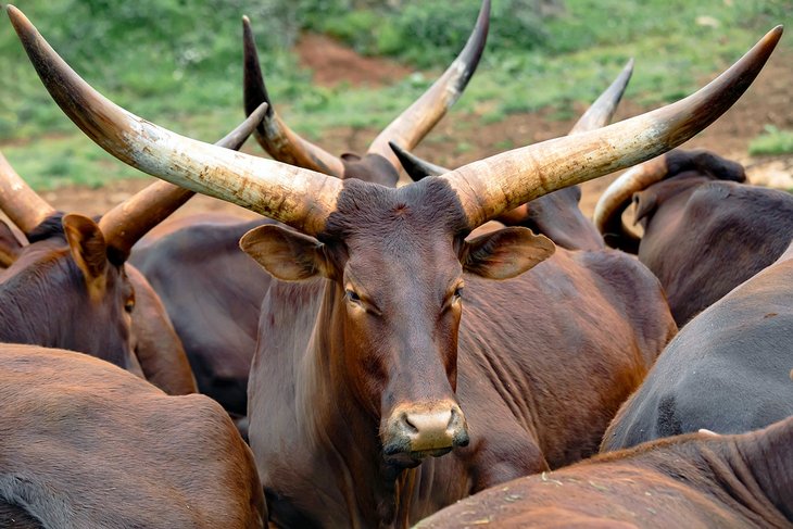 Watusi cattle