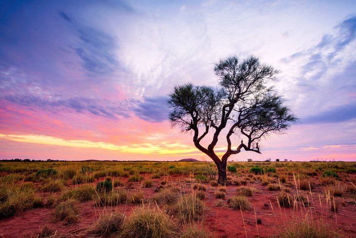 Solitary hakea tree in the Pilbara