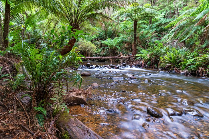 Creek near Warburton in the Dandenong Ranges